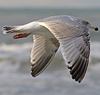 3cy argentatus in January. (80207 bytes)