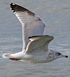 3cy argentatus in January. (80207 bytes)