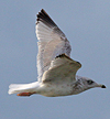 3cy argentatus in January. (80207 bytes)