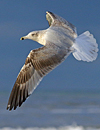 3cy argentatus in January. (80207 bytes)