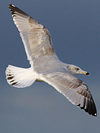 3cy argentatus in January. (80207 bytes)