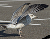 Herring Gull