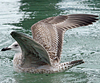 Herring Gull