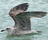 Herring Gull
