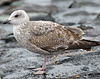 Herring Gull