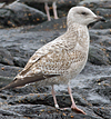 Herring Gull