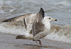 3cy argentatus in January. (80207 bytes)