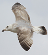 3cy argentatus in January. (80207 bytes)