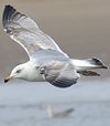 3cy argenteus in May, ringed in Belgium. (71617 bytes)