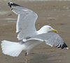 3cy argenteus in May, ringed in Belgium. (71617 bytes)