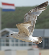 3cy argenteus in May, ringed in Belgium. (71617 bytes)