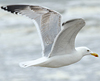 2cy argentatus in Jan-Febr, ringed in Russia.