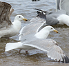 2cy argentatus in Jan-Febr, ringed in Russia.