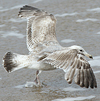 2cy argentatus in Jan-Febr, ringed in Russia.