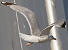 Herring Gull
