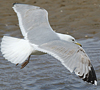 3cy argenteus in May, ringed in Belgium. (71617 bytes)