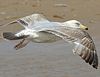 2cy argentatus in Jan-Febr, ringed in Russia.