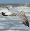 2cy argentatus in Jan-Febr, ringed in Russia.