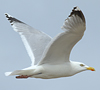 3cy argenteus in May, ringed in Belgium. (71617 bytes)