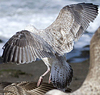1cy argenteus in November, ringed in Belgium. (25637 bytes)