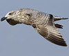 Herring Gull