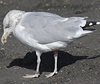 adult argenteus in October, ringed in the Netherlands. (79042 bytes)