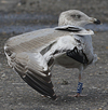 1cy argenteus in November, ringed in Belgium. (25637 bytes)