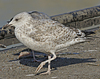 1cy argenteus in November, ringed in Belgium. (25637 bytes)