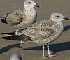 Herring Gull