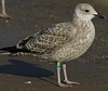 Herring Gull