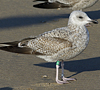Herring Gull