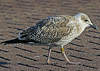 2cy argentatus in November. (81321 bytes)