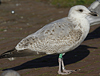 1cy argenteus in November, ringed in Belgium. (25637 bytes)