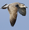 Herring Gull