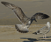 Herring Gull