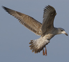 Herring Gull