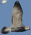 Herring Gull