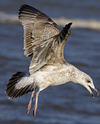 Herring Gull
