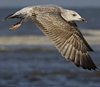Herring Gull