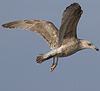 Herring Gull