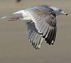 Herring Gull