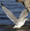 Herring Gull