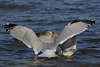 Herring Gull