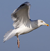 Herring Gull