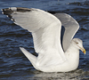 Herring Gull