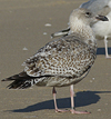 Herring Gull