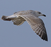 3cy argenteus in January, ringed in the Netherlands. (68274 bytes)