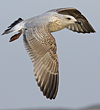3cy argenteus in January, ringed in the Netherlands. (68274 bytes)