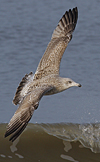 3cy argenteus in January, ringed in the Netherlands. (68274 bytes)