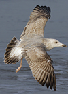 3cy argenteus in January, ringed in the Netherlands. (68274 bytes)